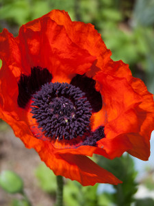 Poppy - 1